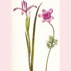 Spanish iris and anemone